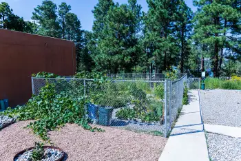 Ponderosa Pines garden