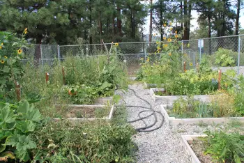 Ponderosa Pines garden 2